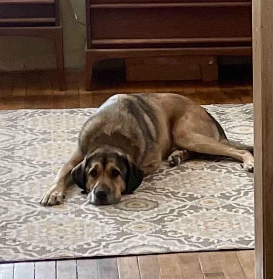 Enlarge Mack, a Adoptable Great Pyrenees in Union, WV image 2/3