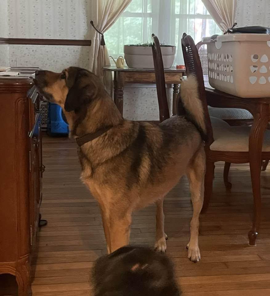 Enlarge Mack, a Adoptable Great Pyrenees in Union, WV image 3/3