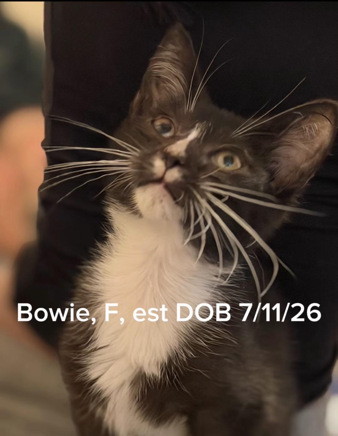 Bowie photo