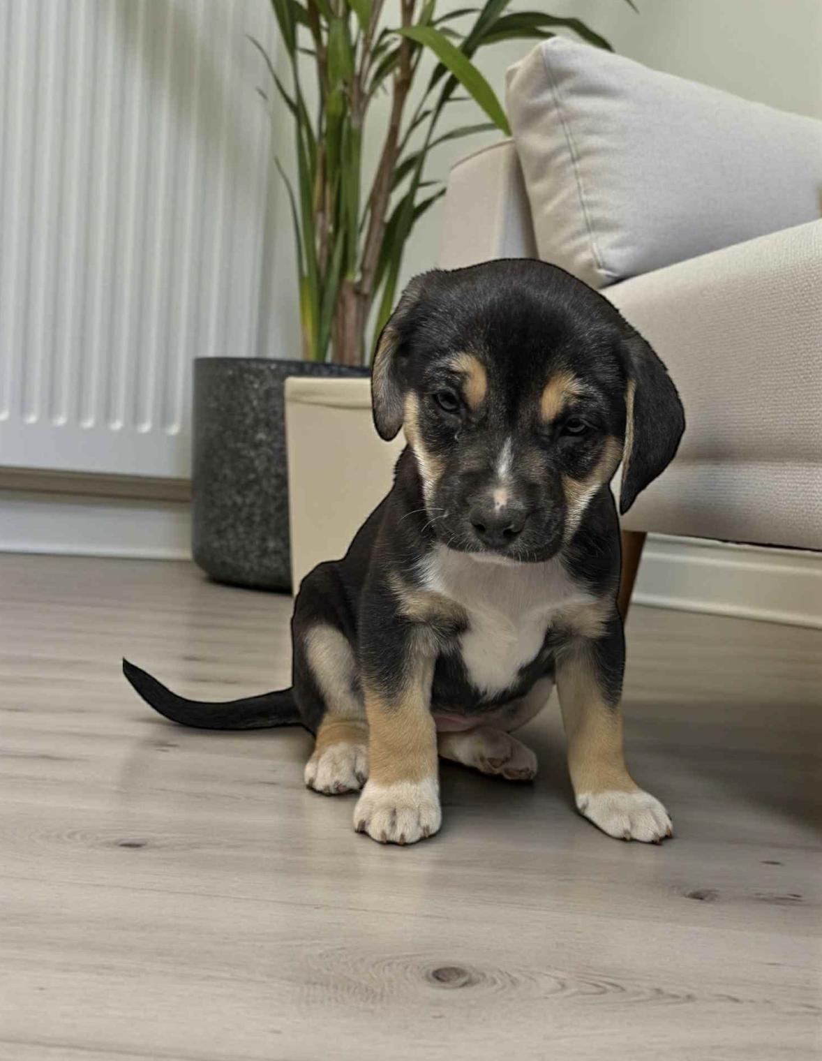 Ximera — thumbnail 2