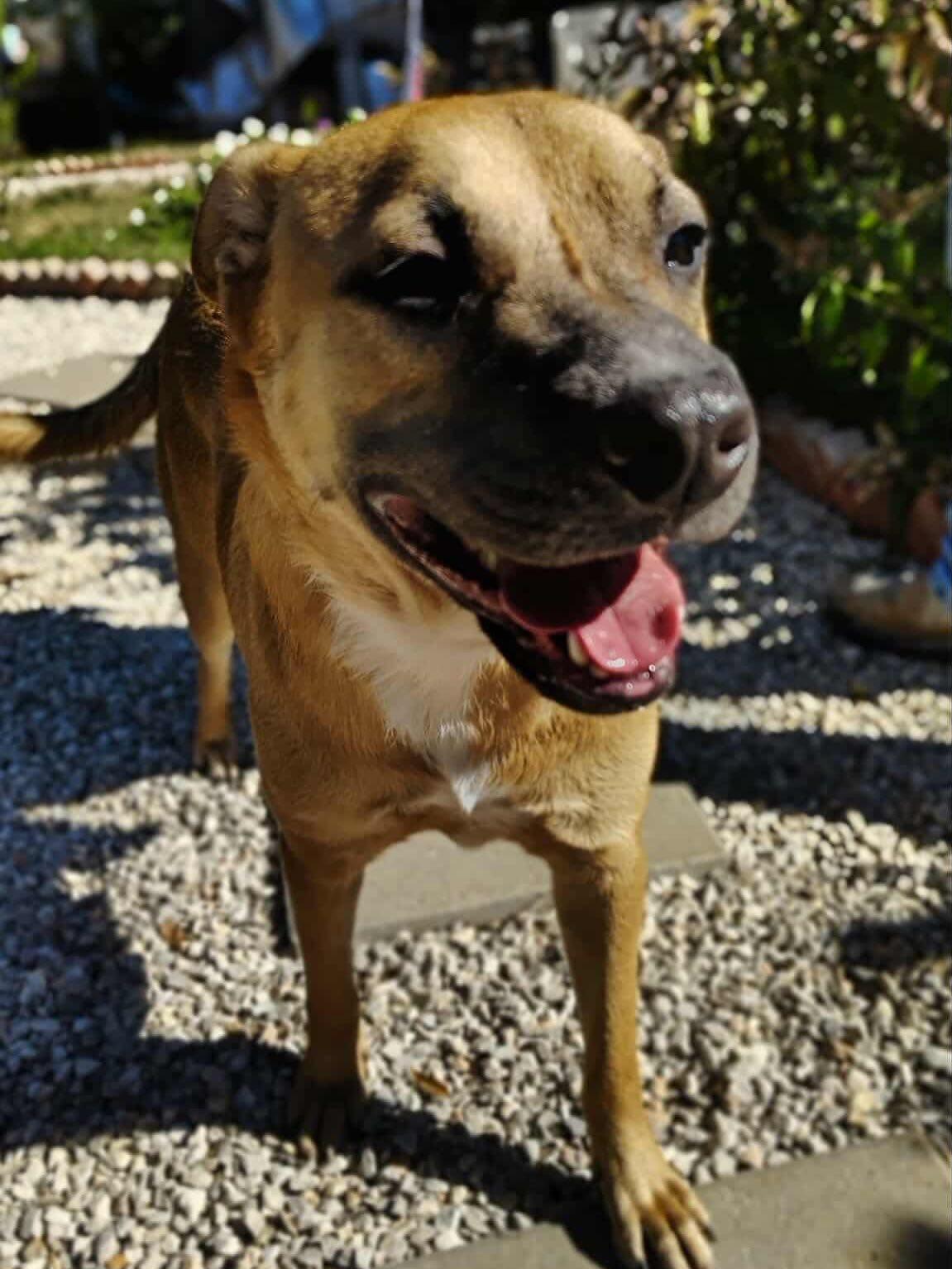 Enlarge Zach, a Adoptable mixed breed in Commerce City, CO image 2/4