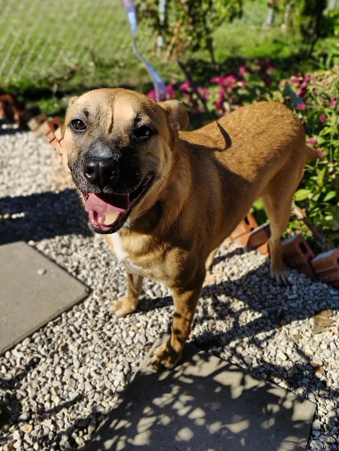 Enlarge Zach, a Adoptable mixed breed in Commerce City, CO image 1/4