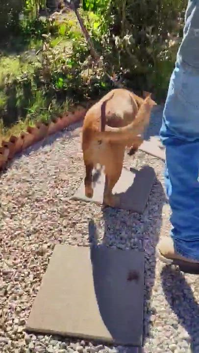 Enlarge Zach, a Adoptable mixed breed in Commerce City, CO video 4/4