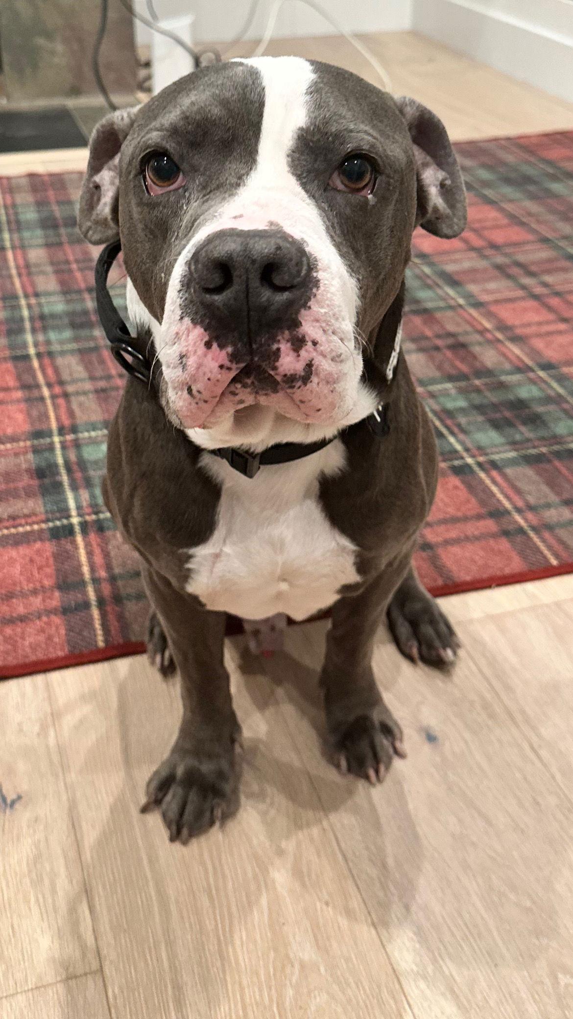 Twilight, Adopted, Adult Male American Staffordshire Terrier & Boxer.