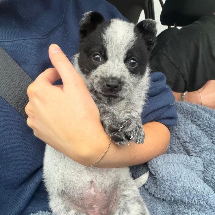 Mei Mei — thumbnail 2