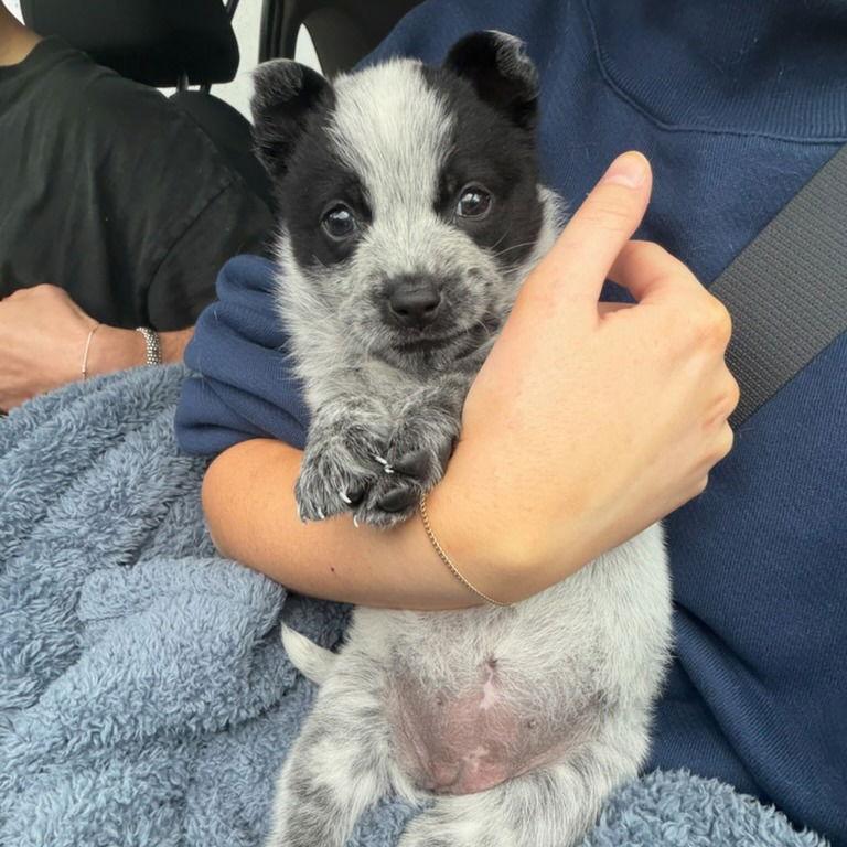 Mei Mei — thumbnail 3