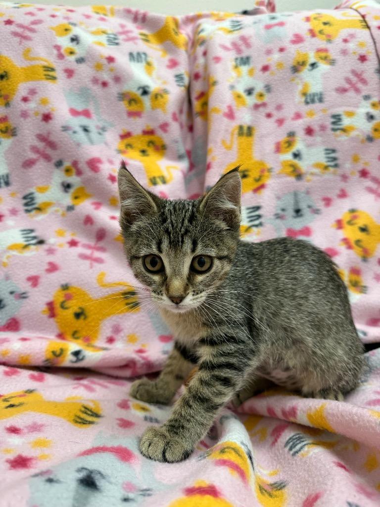 Enlarge Sylvester, a Adoptable mixed breed in Newberg, OR image 1/1