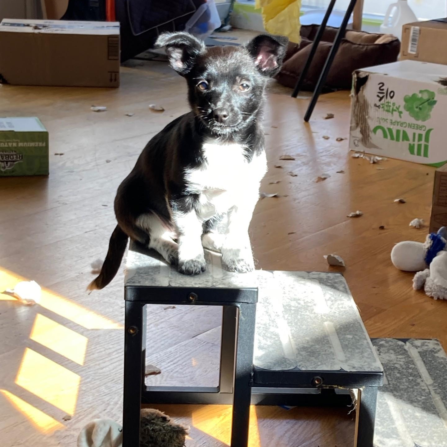 Meet Trily - a tiny pup with a big personality!, a ADOPTABLE mixed breed in Seattle, WA image 2/5