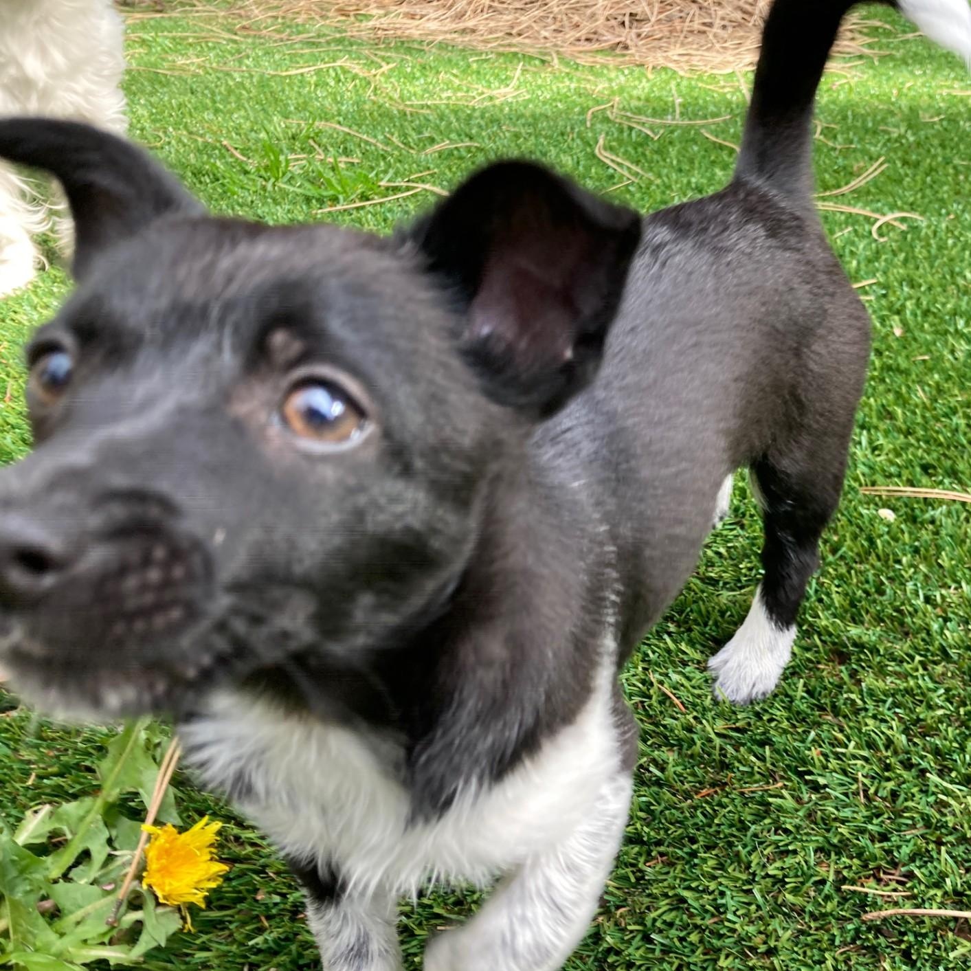 Meet Trily - a tiny pup with a big personality!, a ADOPTABLE mixed breed in Seattle, WA image 3/5