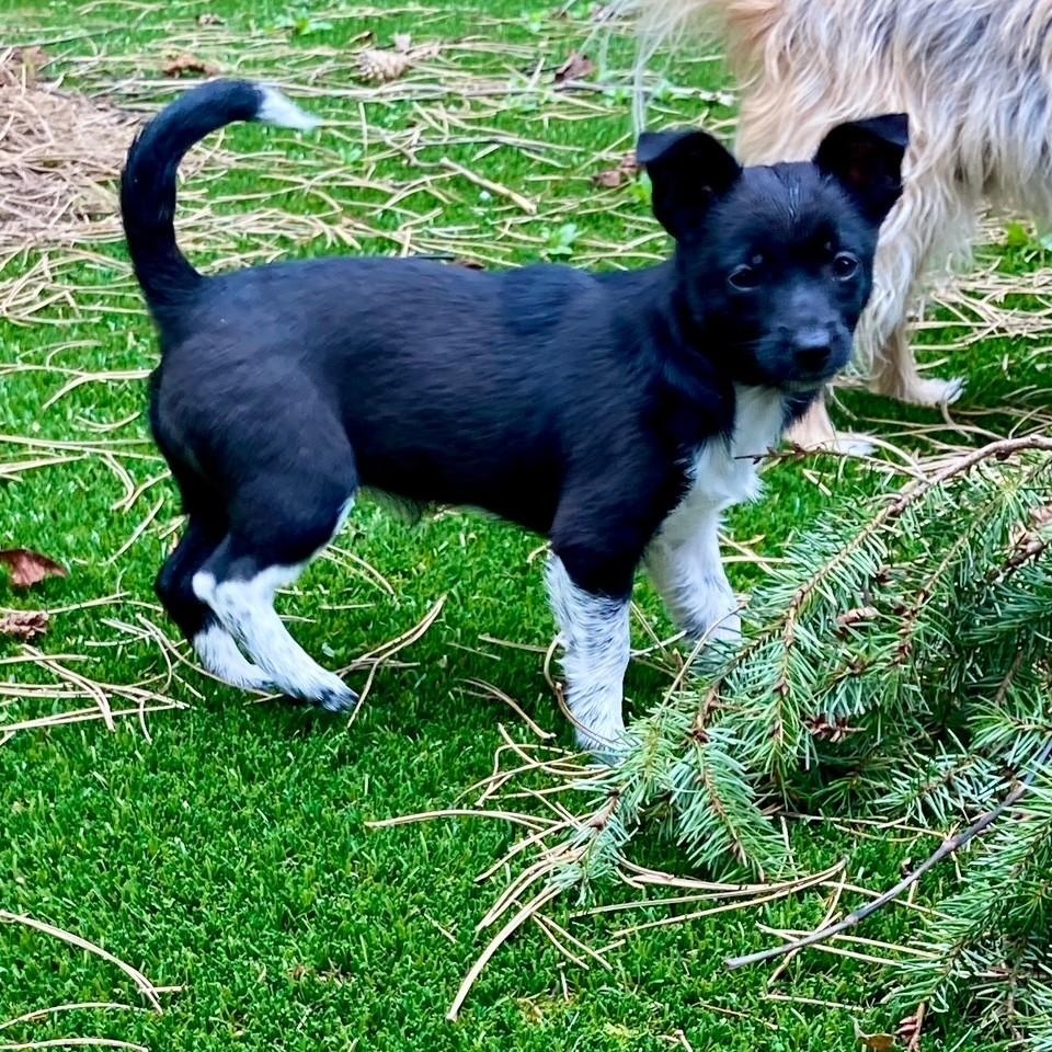 Meet Trily - a tiny pup with a big personality!, ADOPTABLE, Puppy Female Dachshund.
