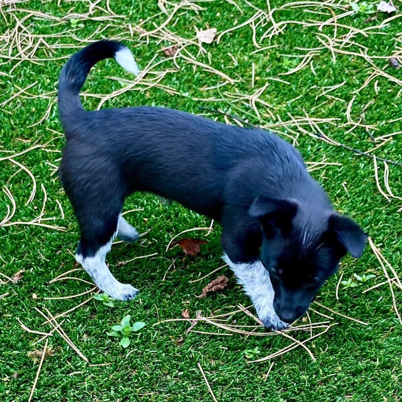 Meet Trily - a tiny pup with a big personality!, a ADOPTABLE mixed breed in Seattle, WA image 4/5