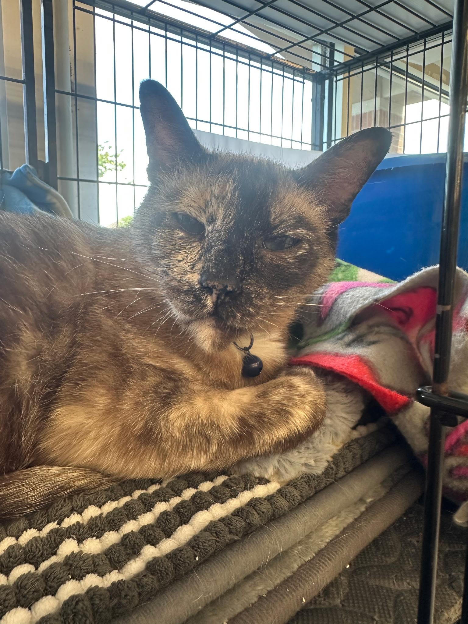 Enlarge Me Me, a ADOPTABLE mixed breed in North East, MD image 2/3