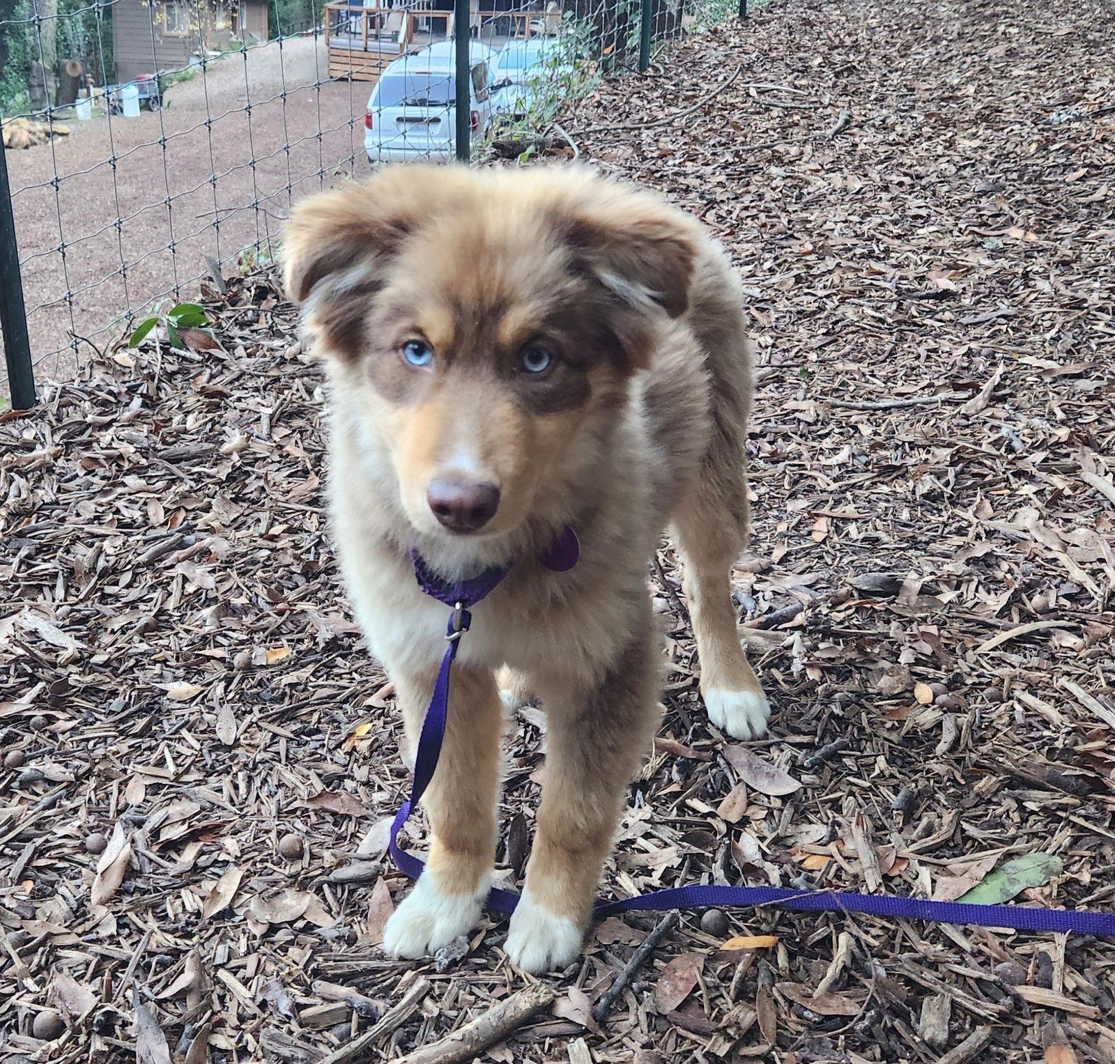Lilly, a Adoptable Australian Shepherd in Paso Robles, CA image 1/2
