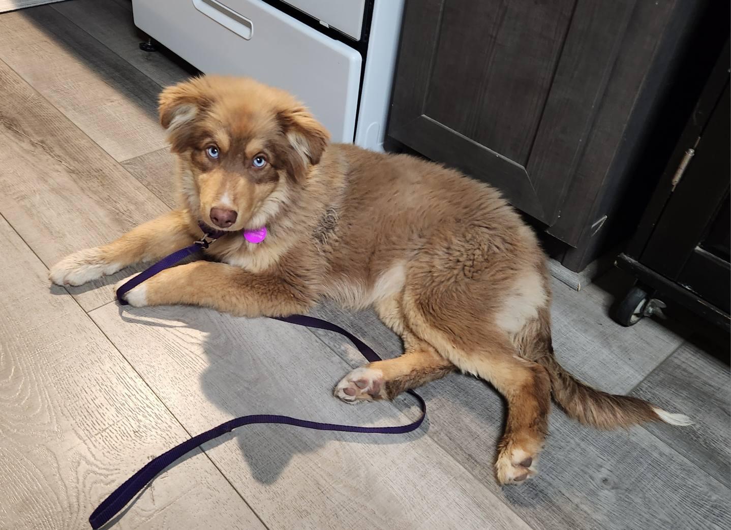 Lilly, a Adoptable Australian Shepherd in Paso Robles, CA image 2/2