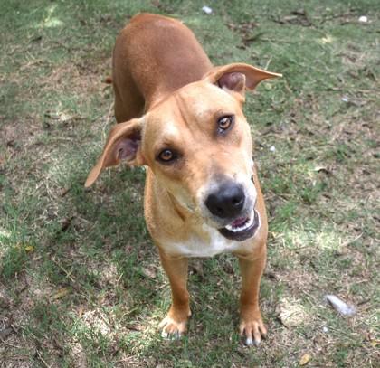 Wanda, a ADOPTABLE mixed breed in Inverness, FL image 2/2