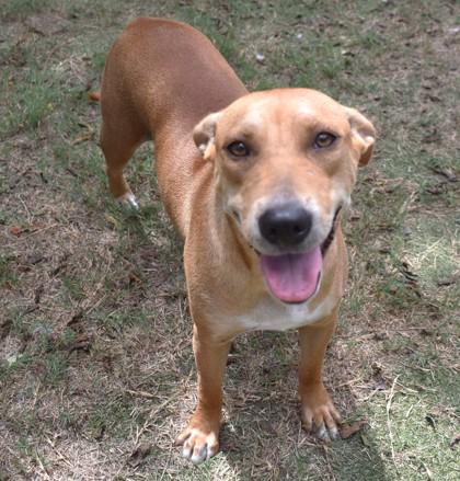 Wanda, a ADOPTABLE mixed breed in Inverness, FL image 1/2