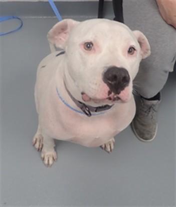 MARSHALL, Adoptable, Adult Male Pit Bull Terrier.