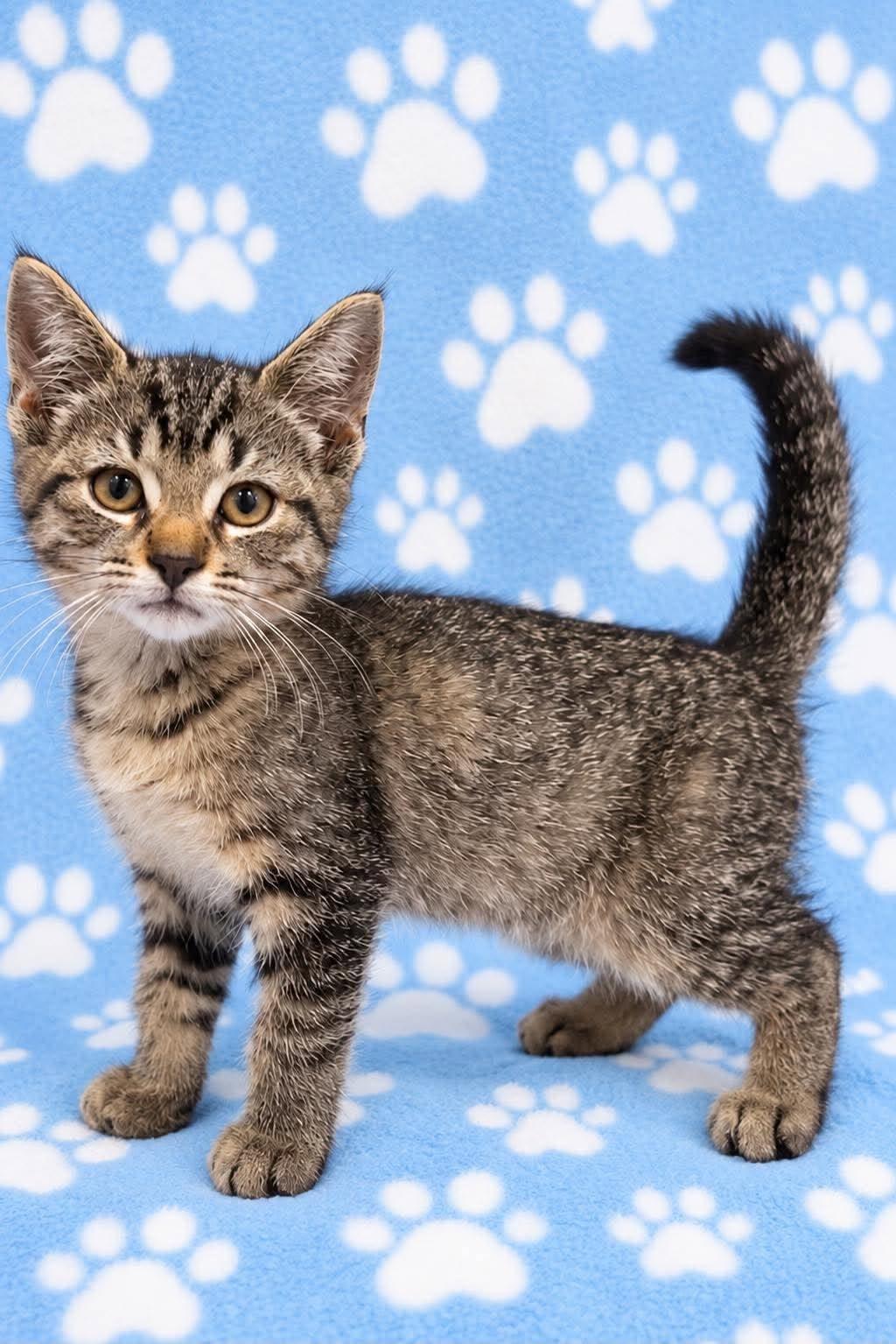 Enlarge HANSEL, a Adopted Domestic Short Hair in Tillsonburg, ON image 2/3
