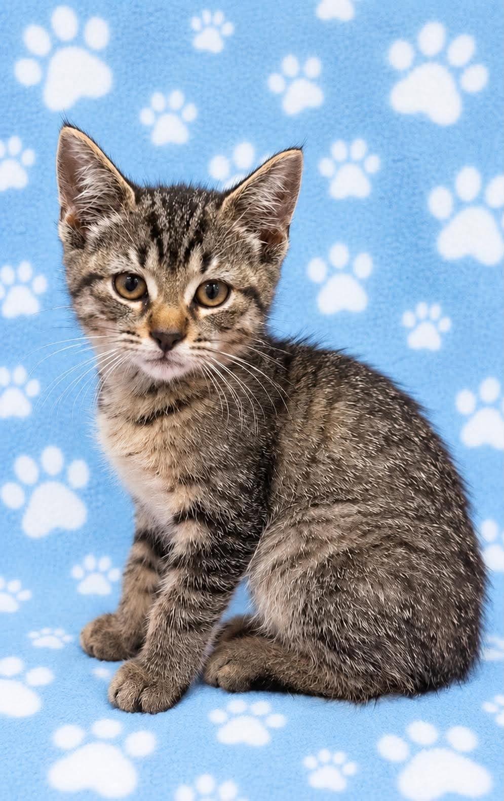 Enlarge HANSEL, a Adopted Domestic Short Hair in Tillsonburg, ON image 1/3
