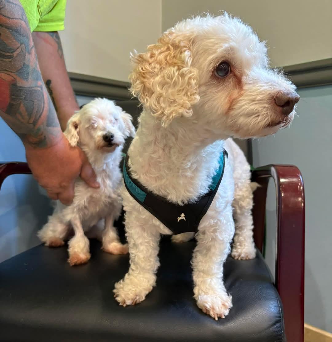 BRIDGET * BONDED WITH BOOMER*   tinycauseadopt@gmail.com