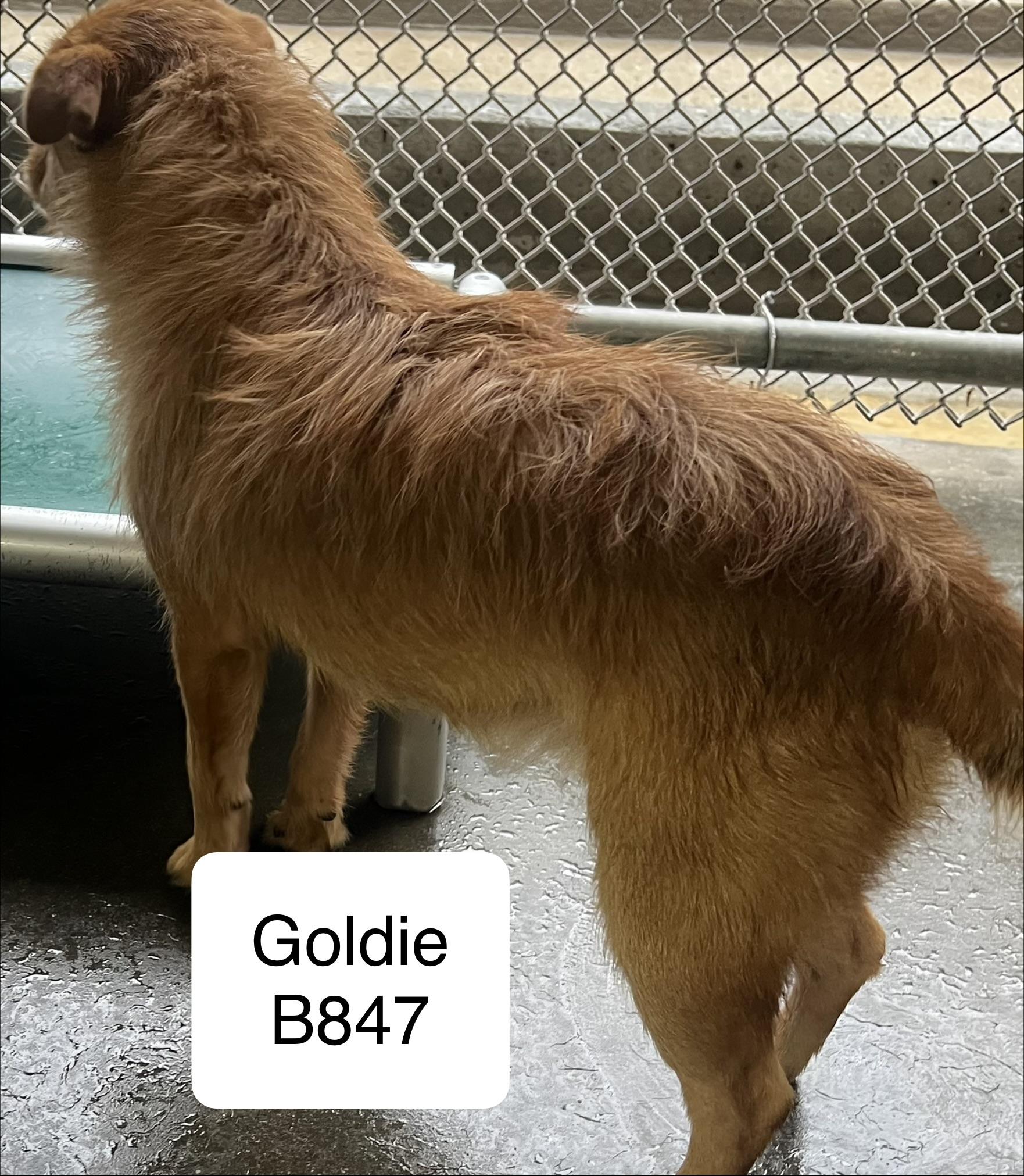 Goldie, Adoptable, Adult Male Chihuahua & Pekingese.