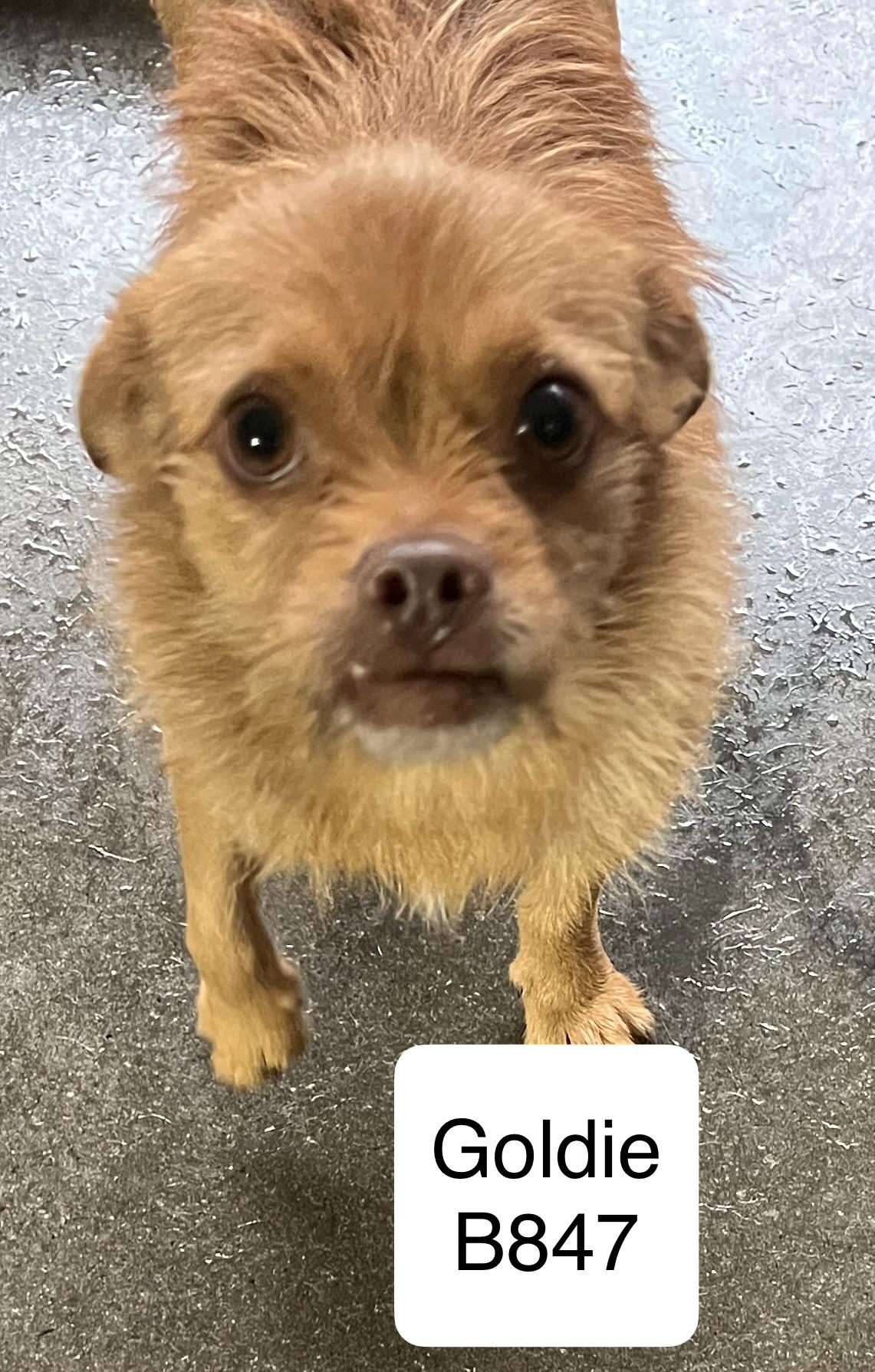 Goldie