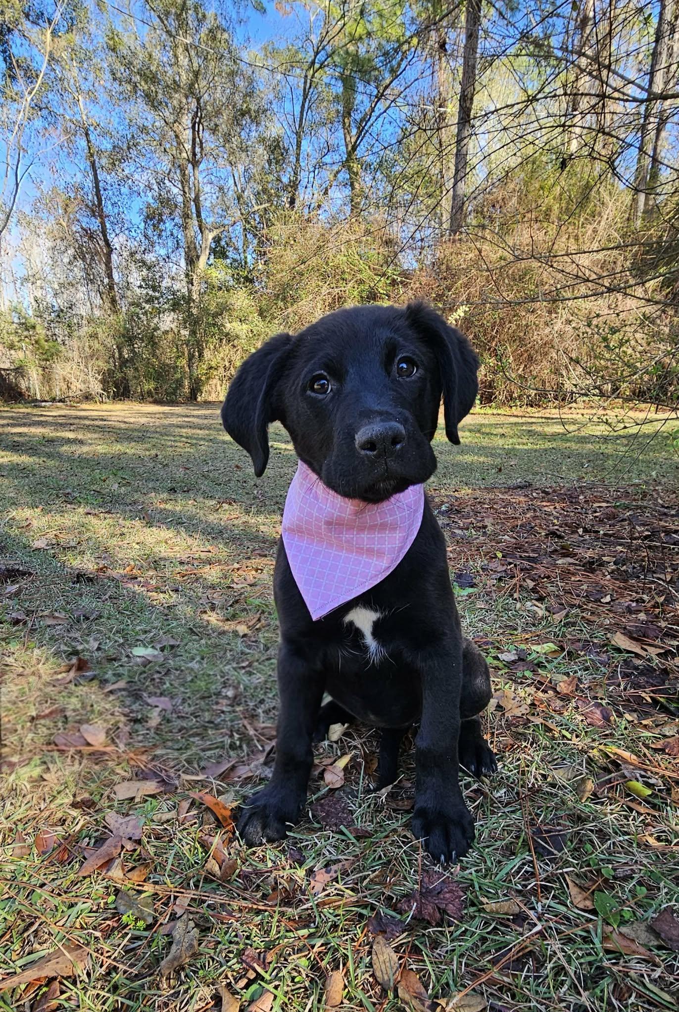 Enlarge Suki, an adopted Mixed Breed in Argyle, NY image 2/6