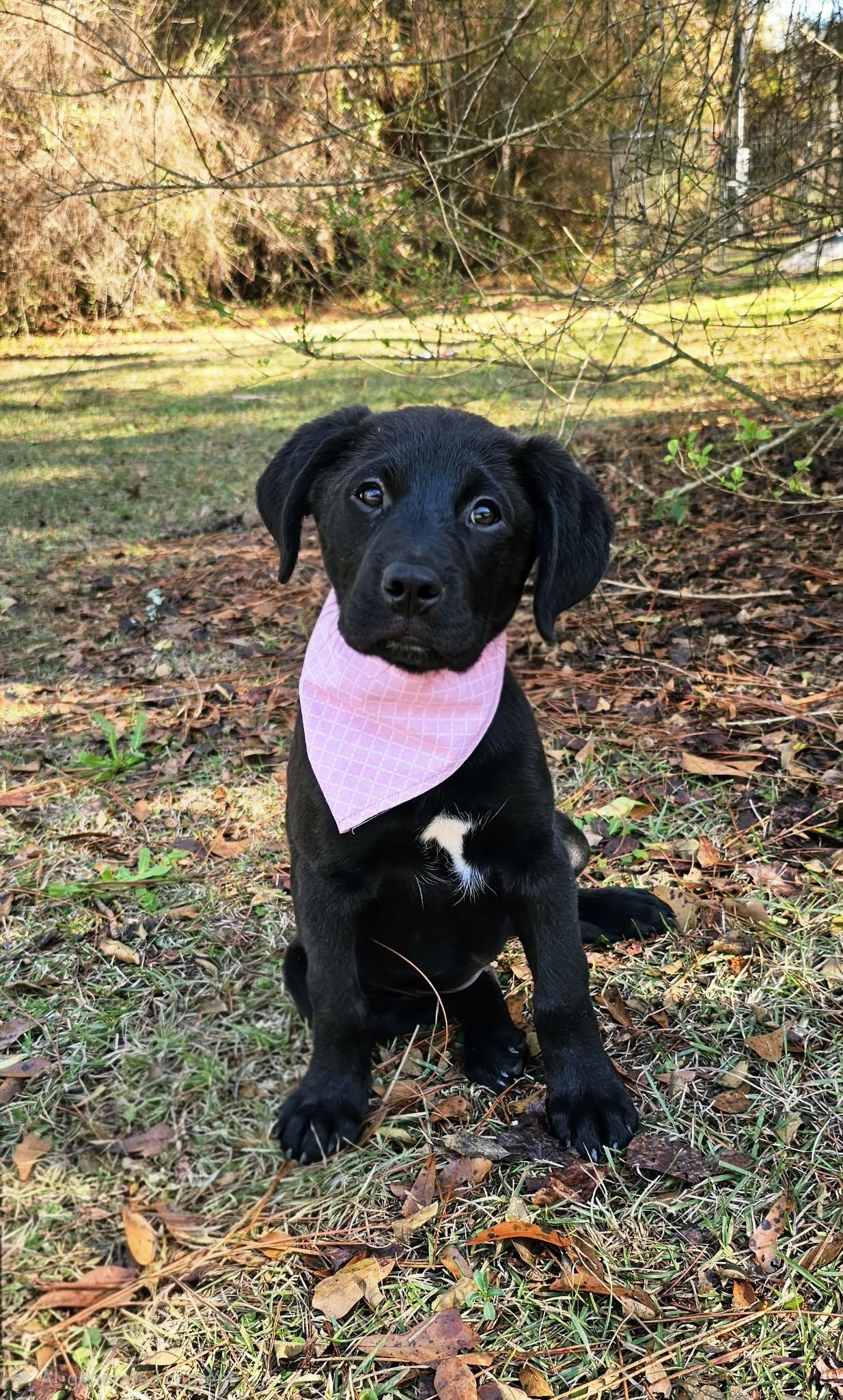 Enlarge Suki, an adopted Mixed Breed in Argyle, NY image 3/6