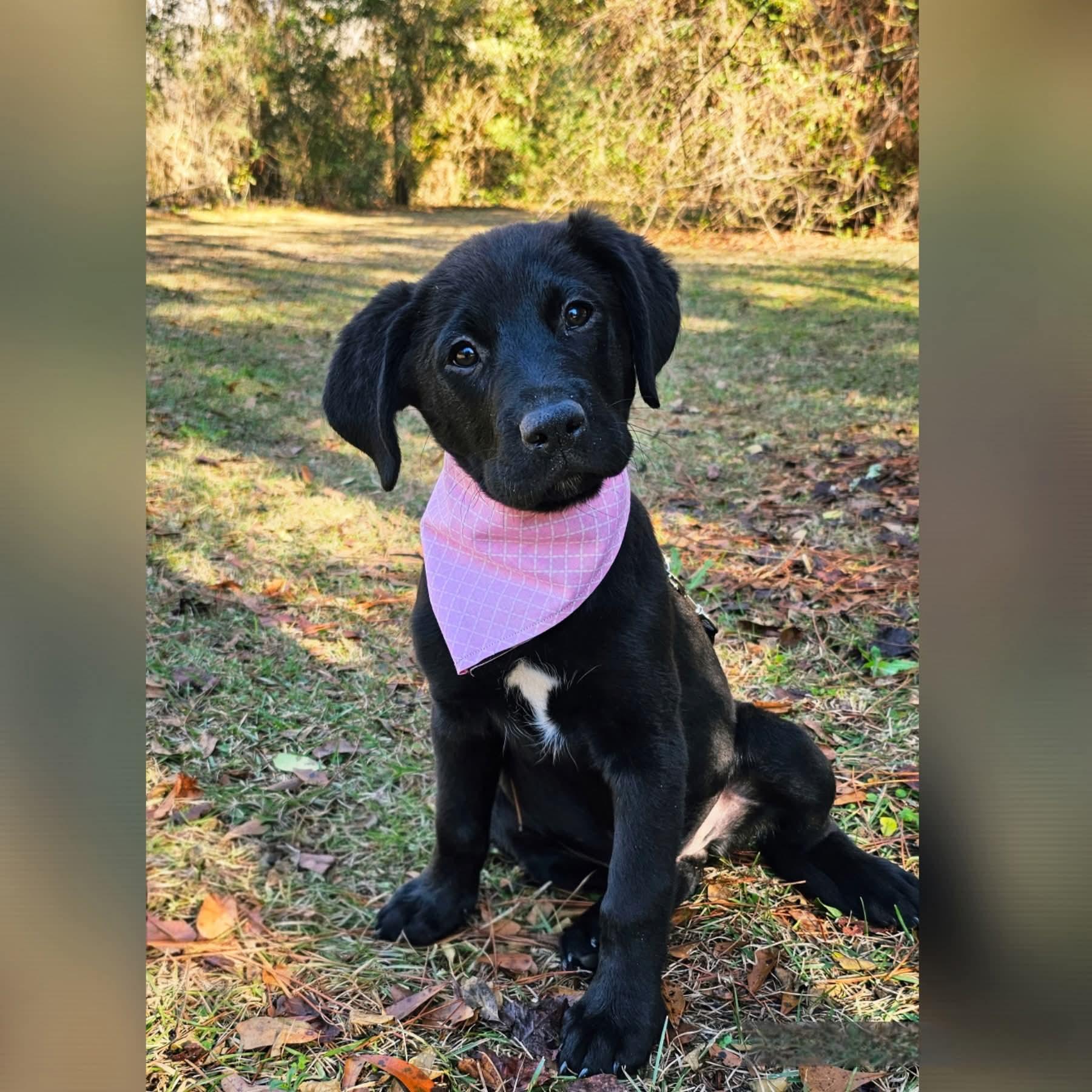 Suki, adopted, Puppy Female Mixed Breed.