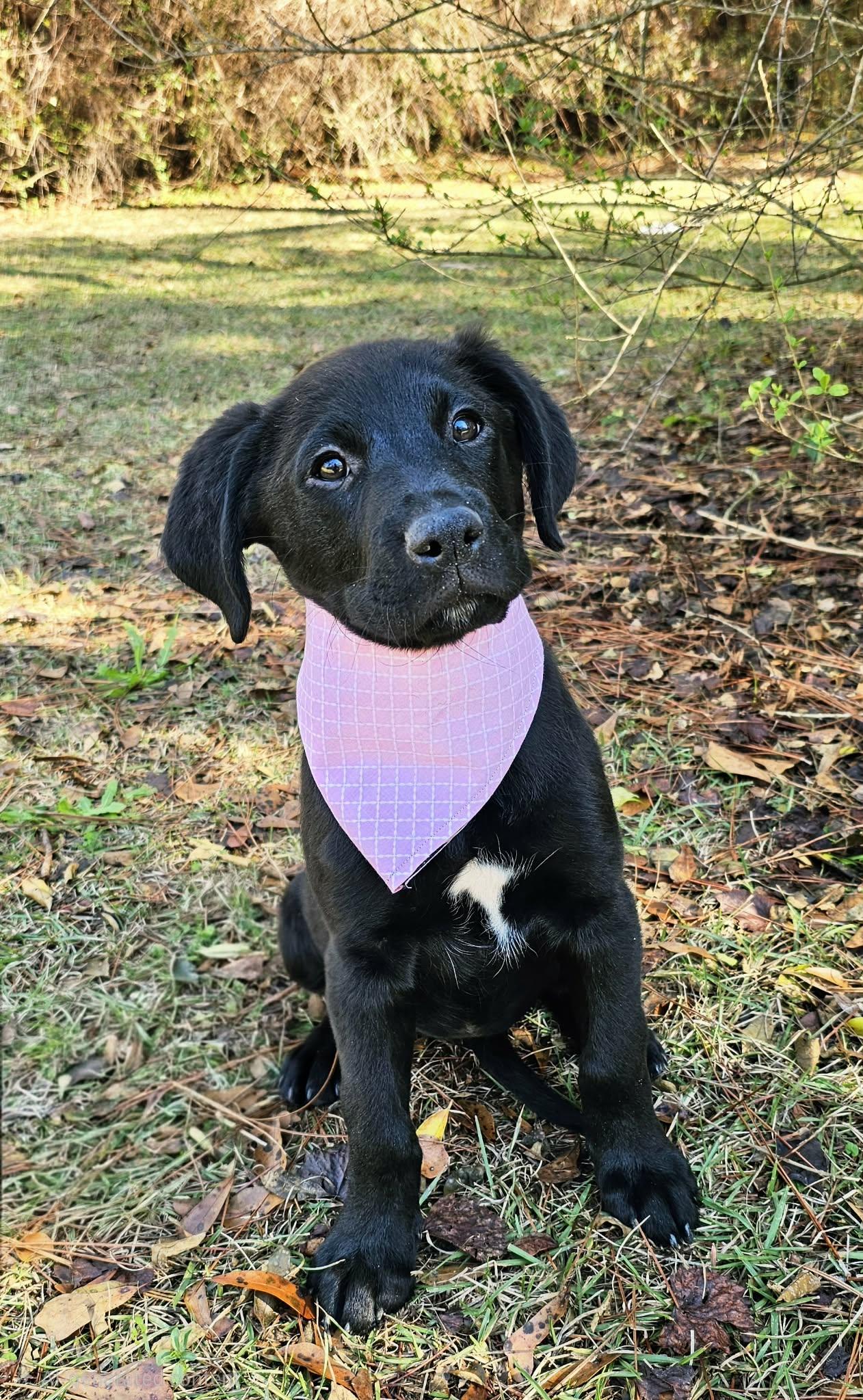 Enlarge Suki, an adopted Mixed Breed in Argyle, NY image 5/6