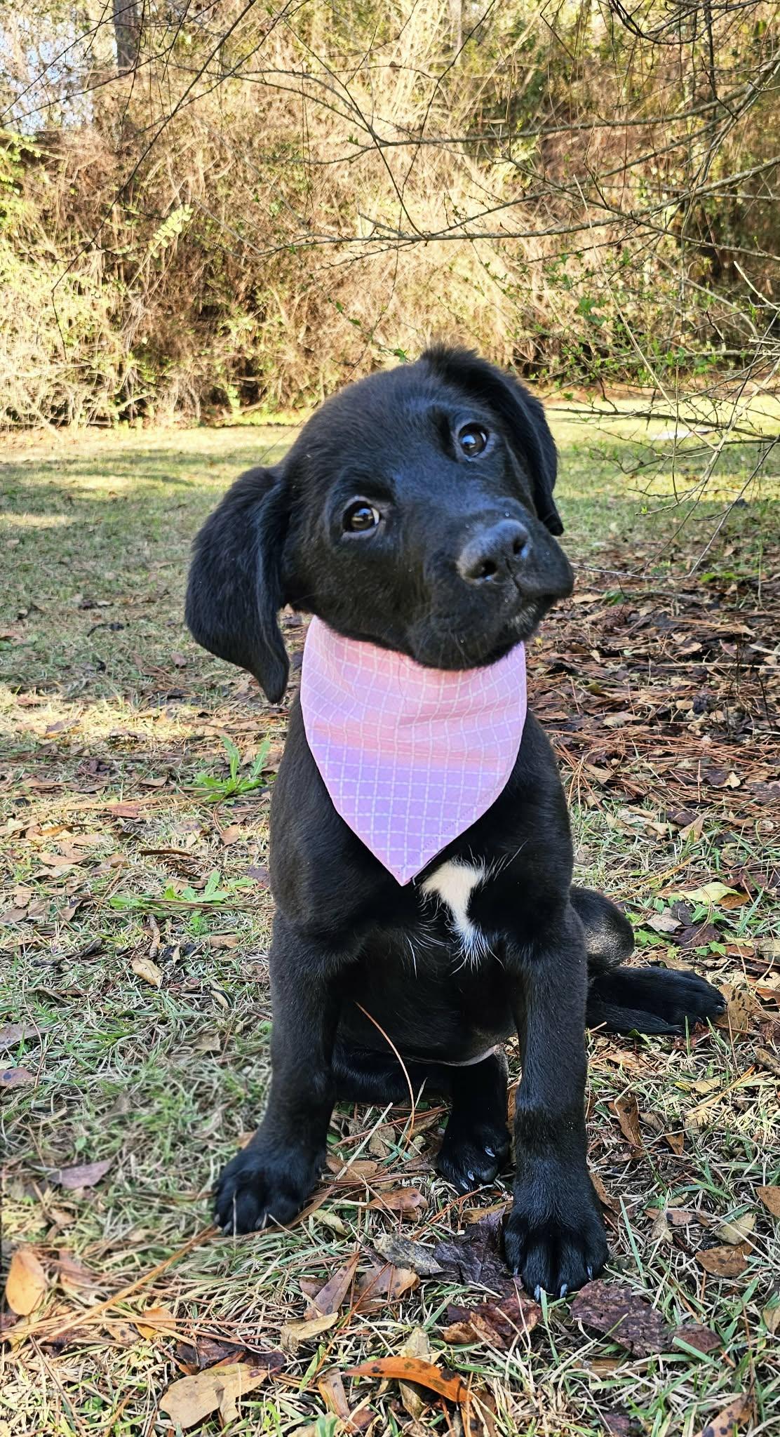 Enlarge Suki, an adopted Mixed Breed in Argyle, NY image 6/6