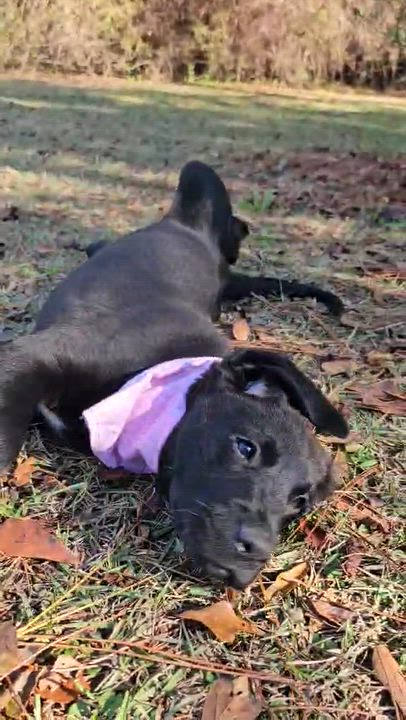 Enlarge Suki, an adopted Mixed Breed in Argyle, NY video 4/6