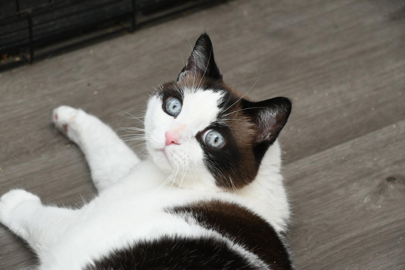 Enlarge Speed Racer, a Adopted American Shorthair in Naples, FL image 1/3