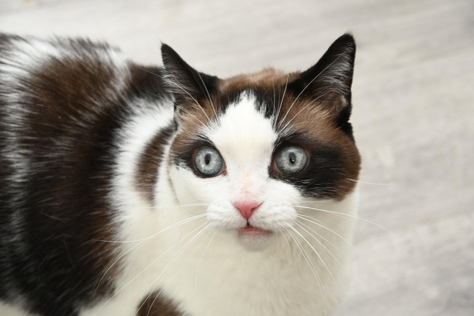 Enlarge Speed Racer, a Adopted American Shorthair in Naples, FL image 2/3