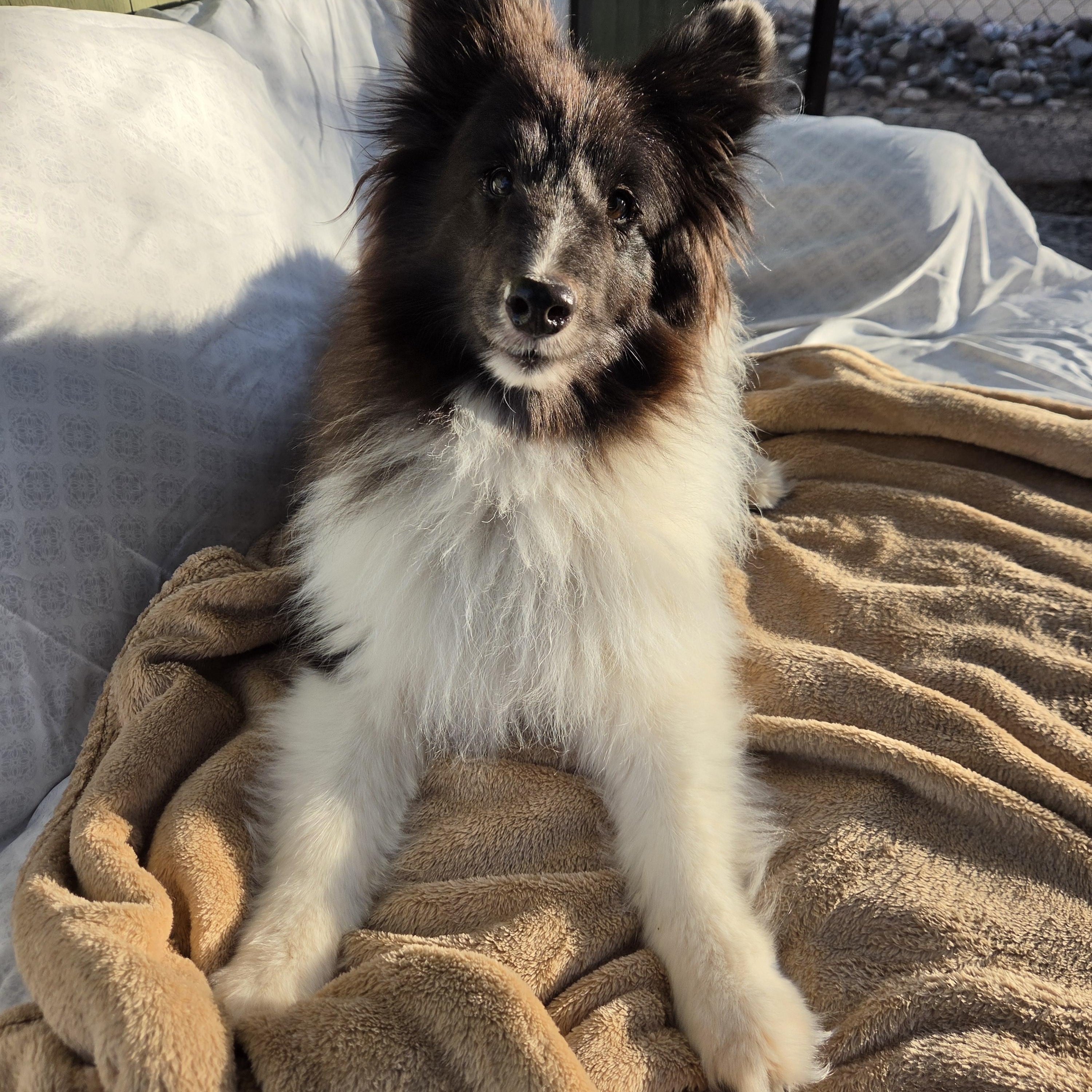Enlarge Dixie Pixie, a Adoptable Shetland Sheepdog / Sheltie in New River, AZ image 5/5