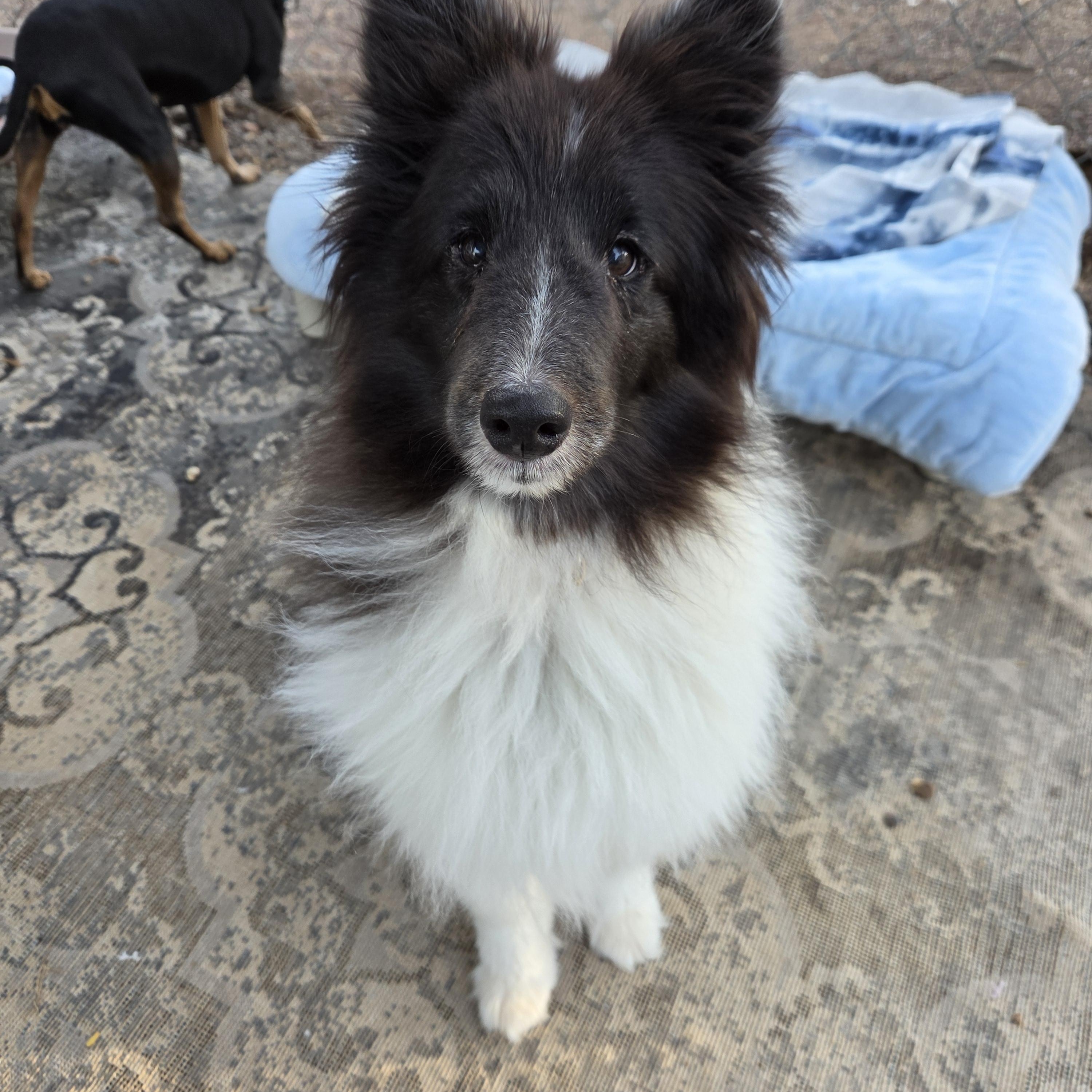 Enlarge Dixie Pixie, a Adoptable Shetland Sheepdog / Sheltie in New River, AZ image 2/5