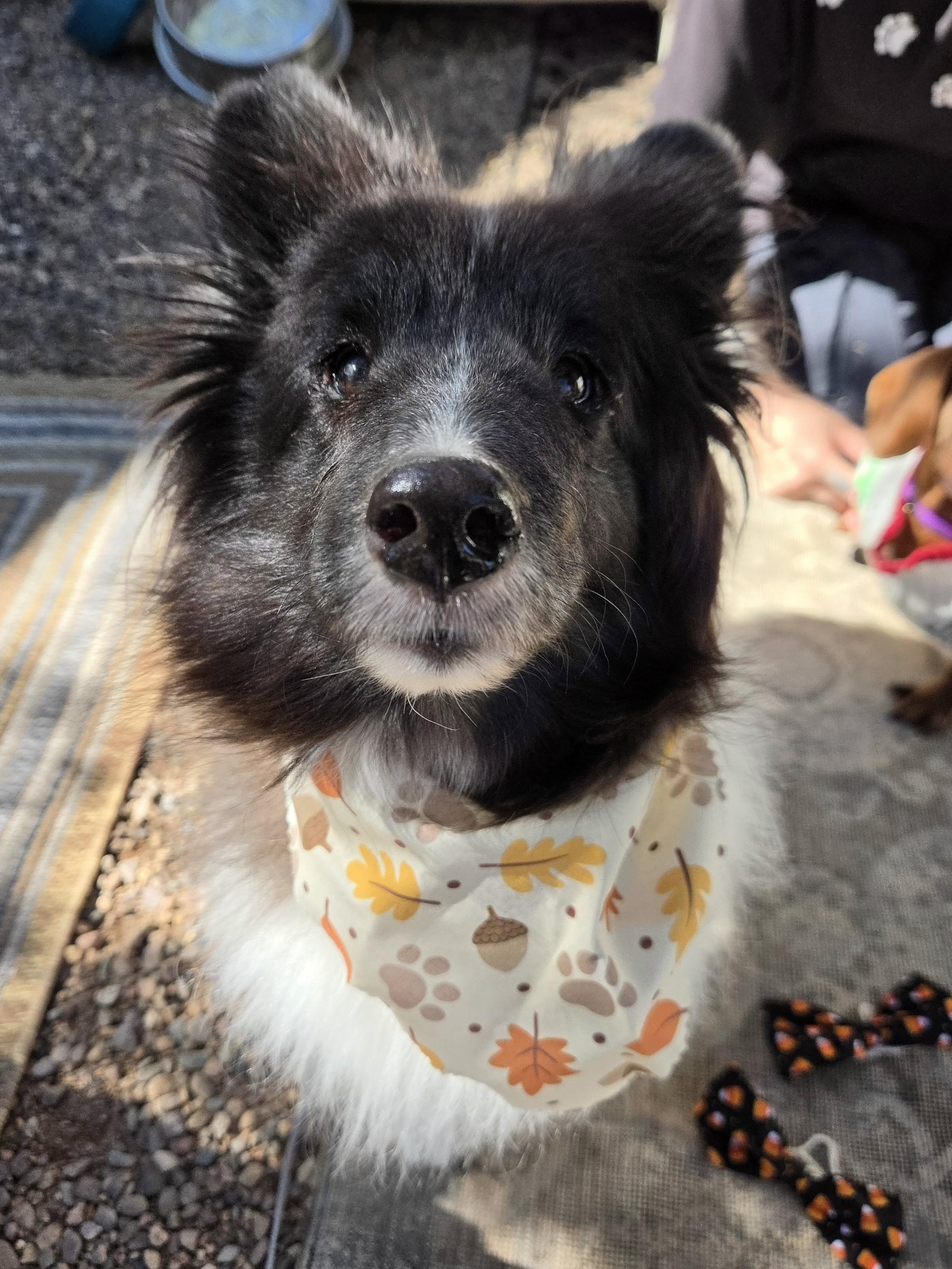 Enlarge Dixie Pixie, a Adoptable Shetland Sheepdog / Sheltie in New River, AZ image 3/5