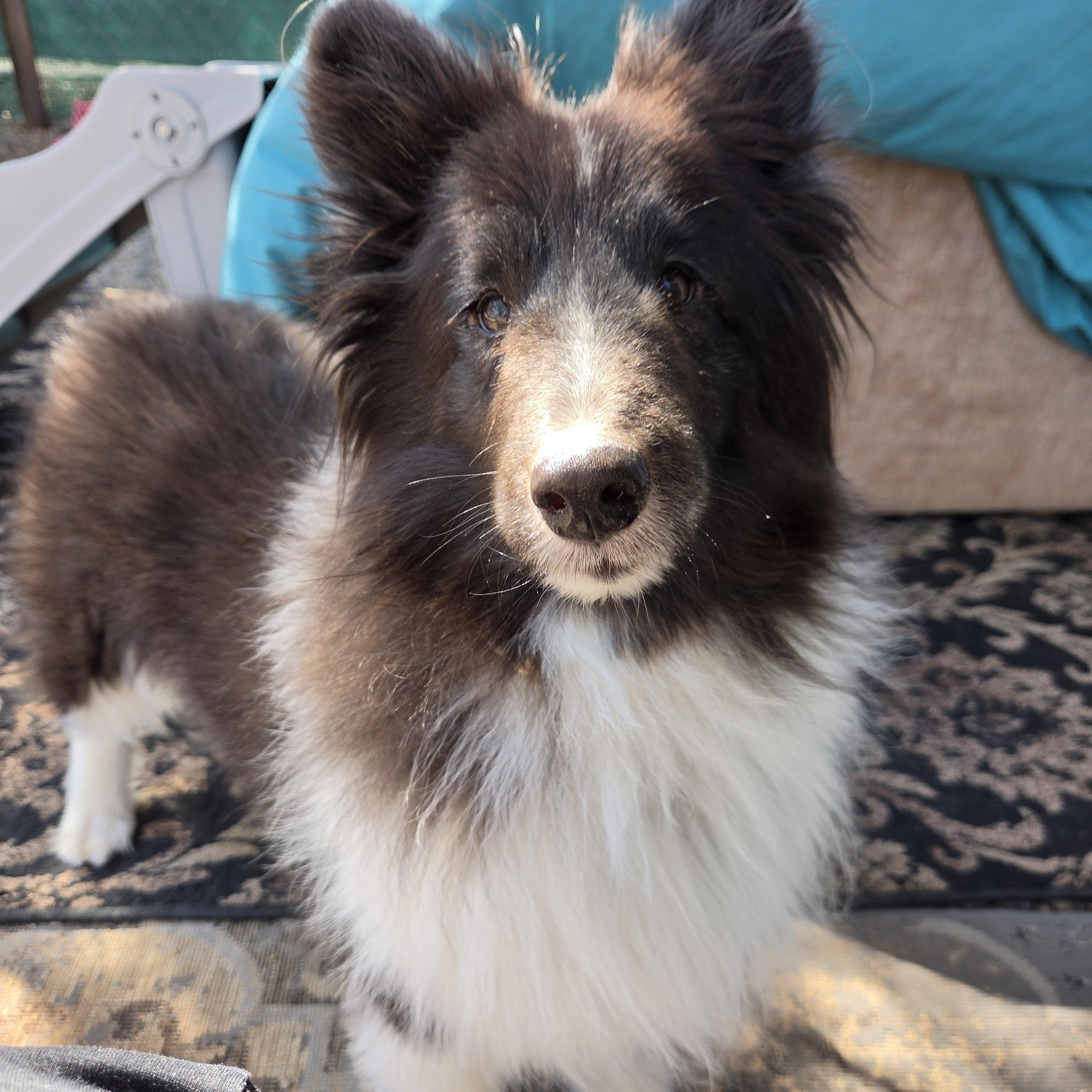 Enlarge Dixie Pixie, a Adoptable Shetland Sheepdog / Sheltie in New River, AZ image 4/5