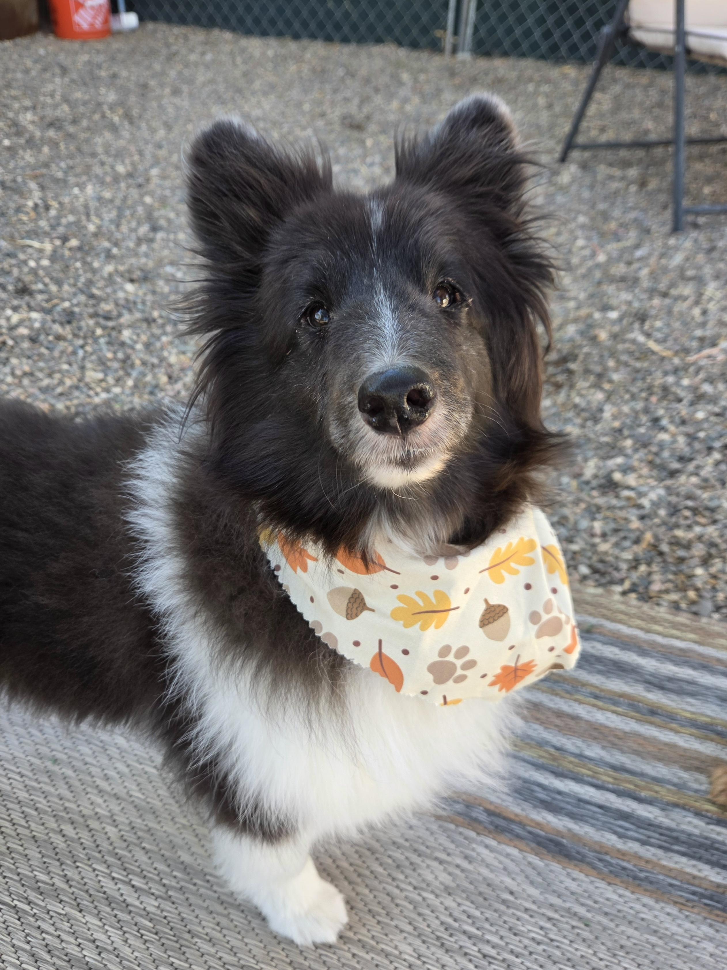 Dixie Pixie, Adoptable, Senior Female Shetland Sheepdog / Sheltie.