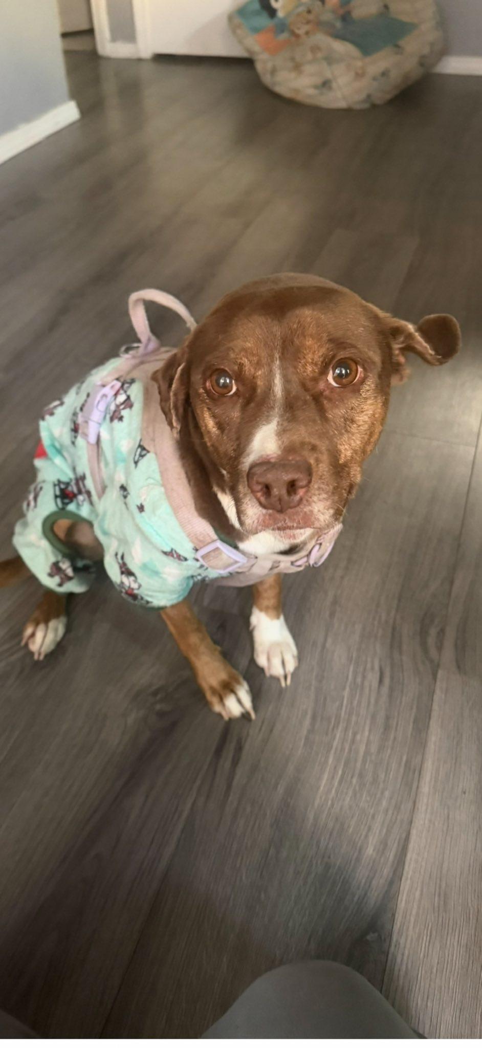 Enlarge Chica, a ADOPTABLE Mixed Breed in Albuquerque, NM image 3/3