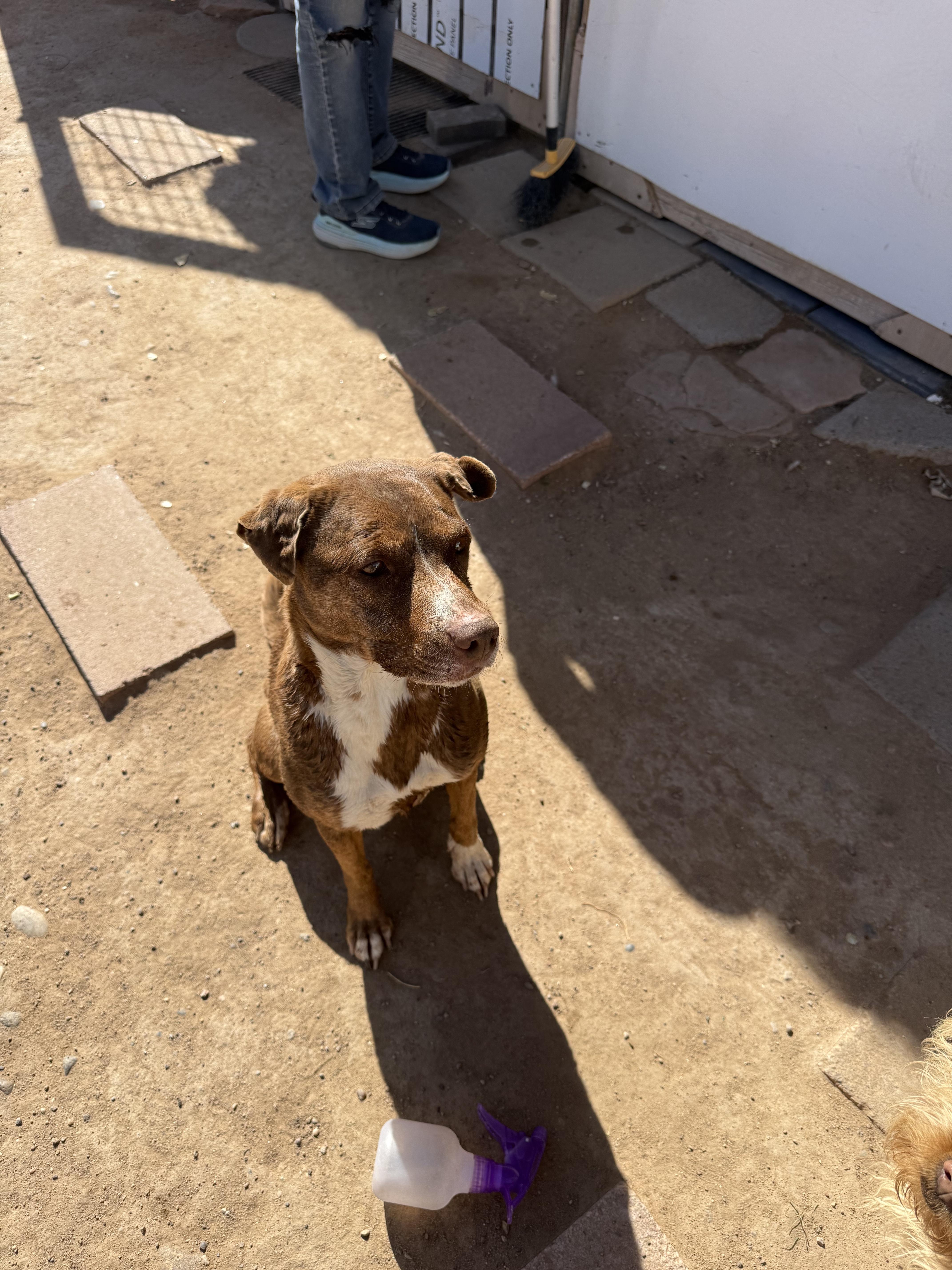 Enlarge Chica, a ADOPTABLE Mixed Breed in Albuquerque, NM image 2/3