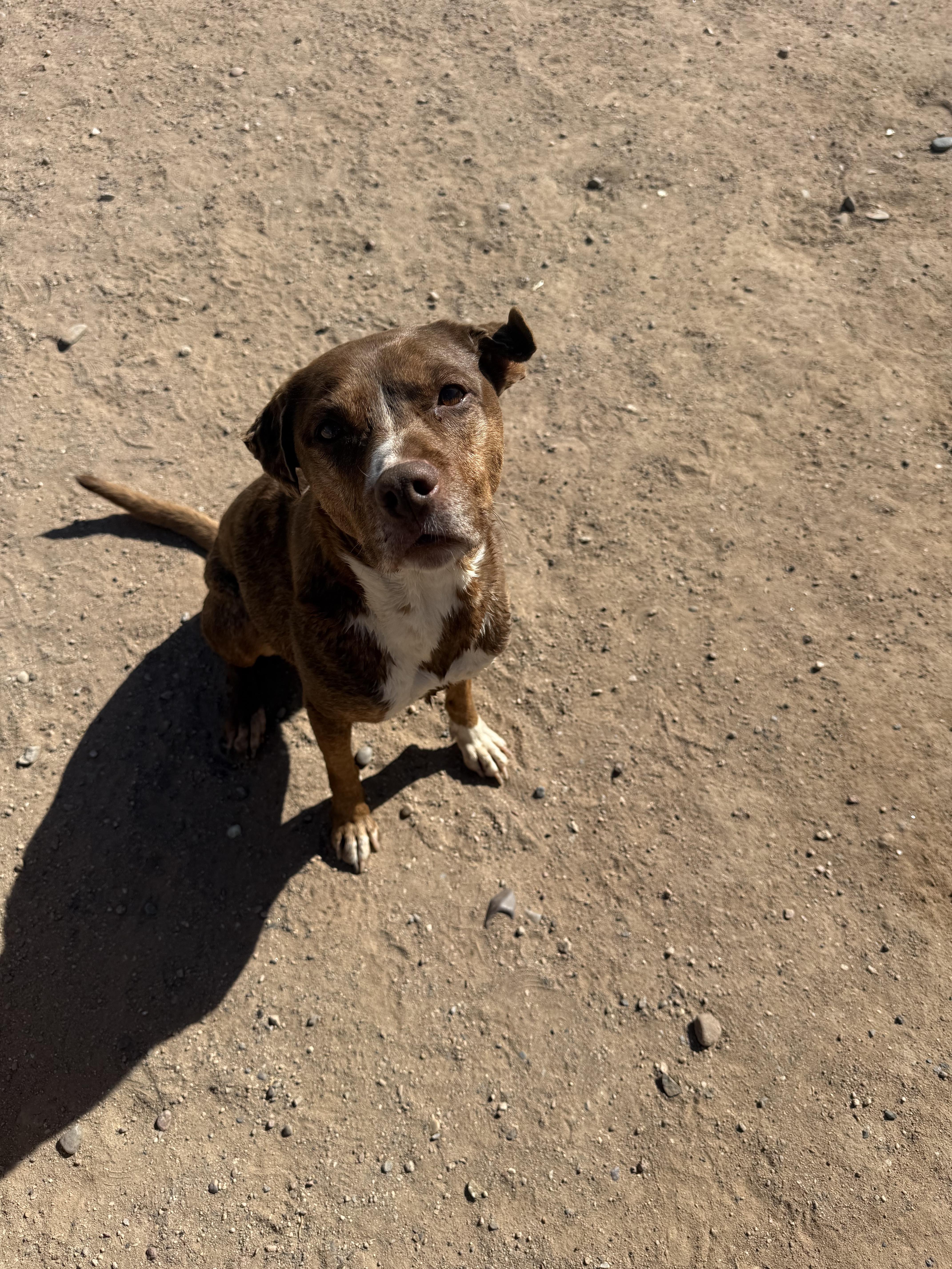 Chica, ADOPTABLE, Adult Female Mixed Breed.