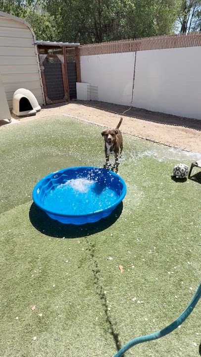 Enlarge Chica, a ADOPTABLE Mixed Breed in Albuquerque, NM video 3/5