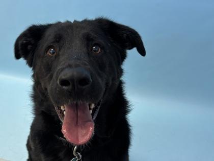Jeno, Adoptable, Adult Male Labrador Retriever & German Shepherd Dog.
