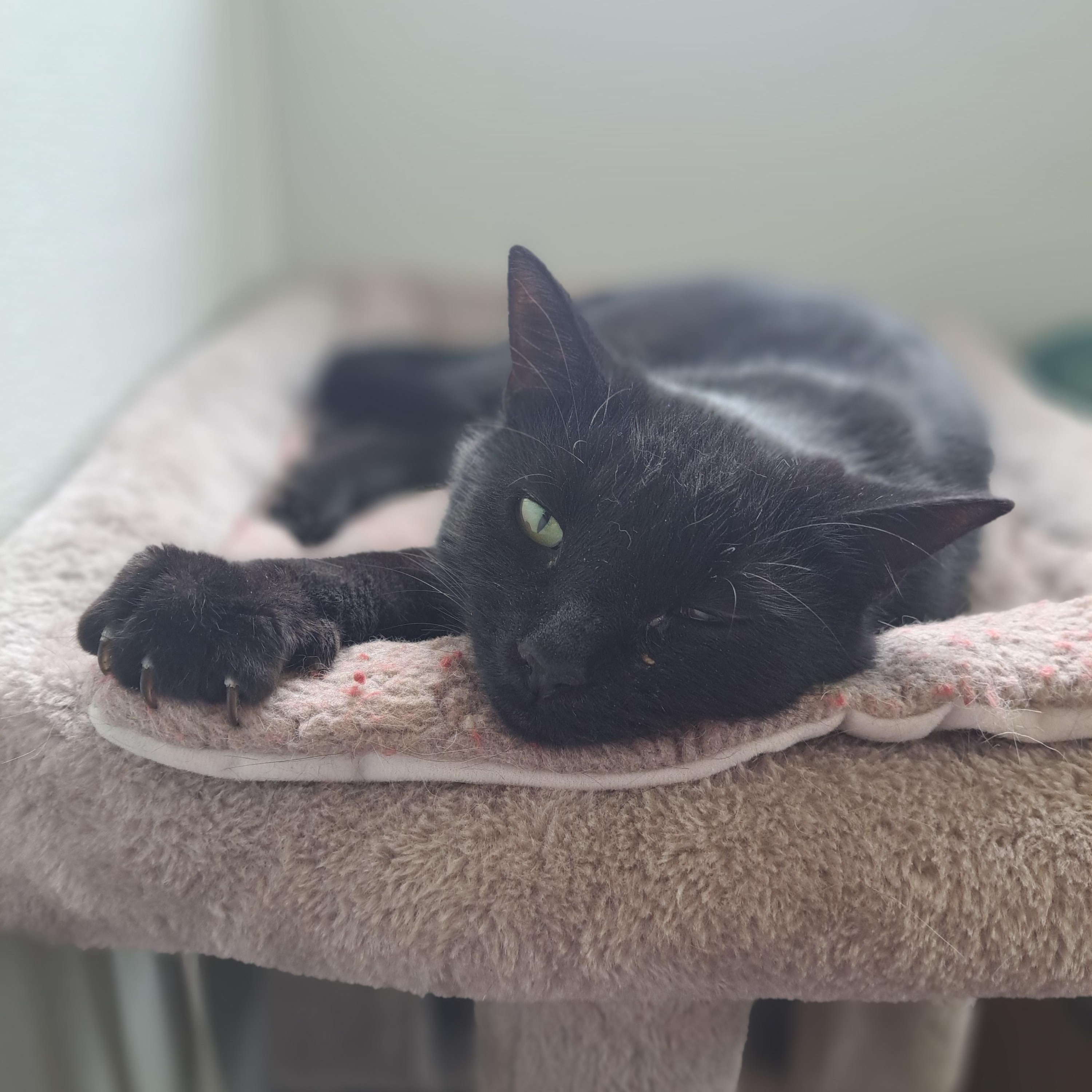 Eight Ball , ADOPTABLE, Adult Male Domestic Short Hair.