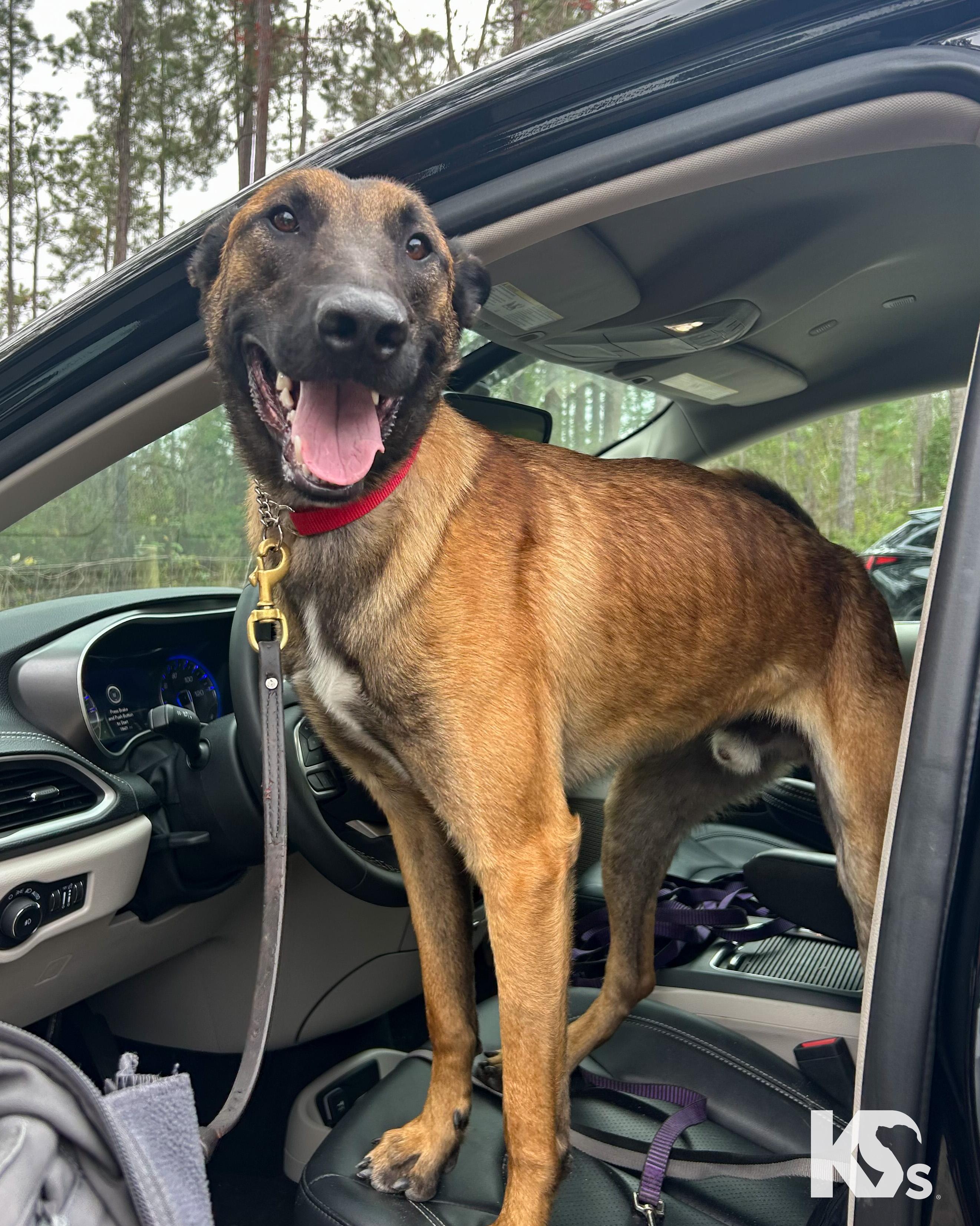 Enlarge Loki , an adopted Belgian Shepherd / Malinois in Ponte Vedra, FL image 3/4