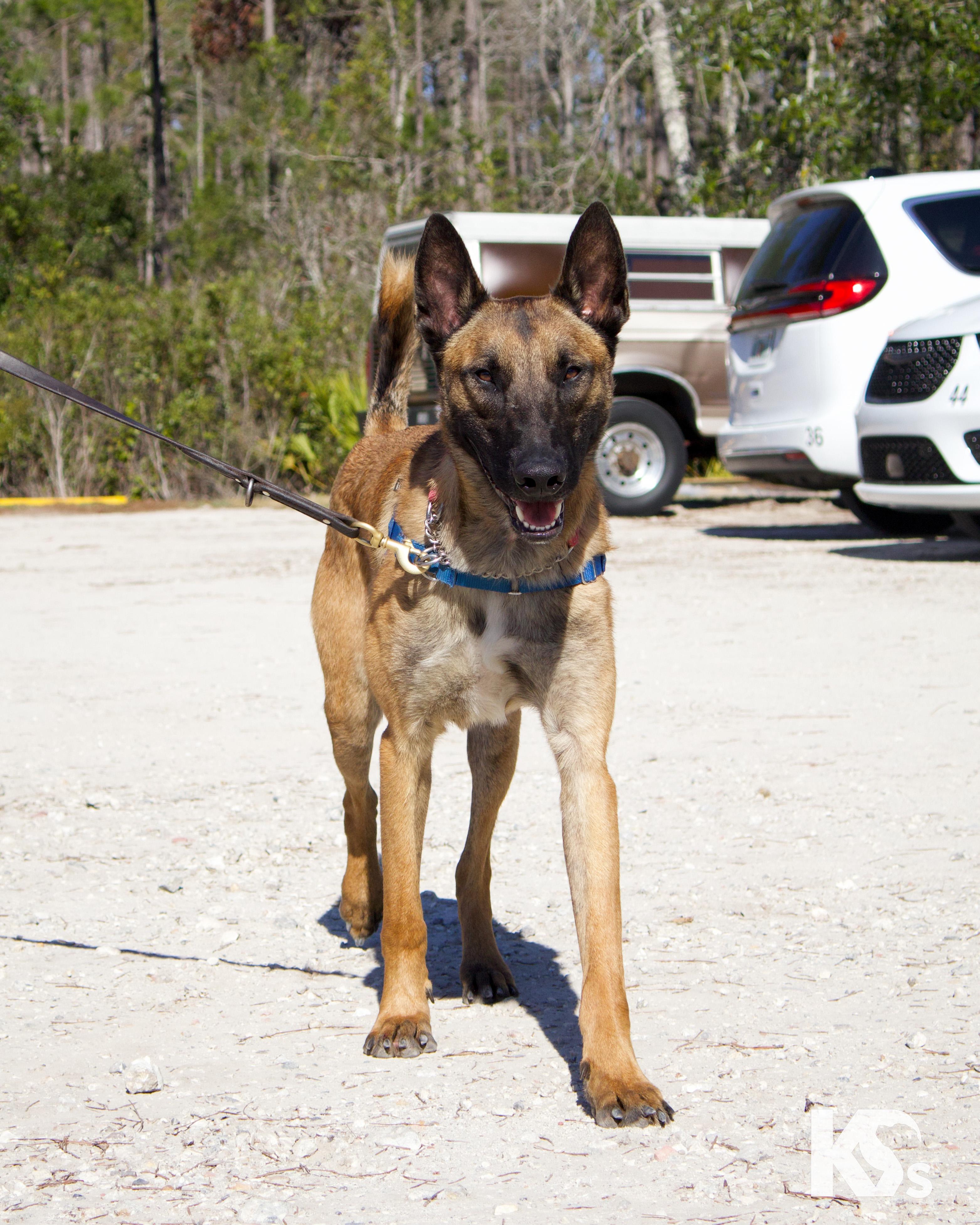 Enlarge Loki , an adopted Belgian Shepherd / Malinois in Ponte Vedra, FL image 4/4