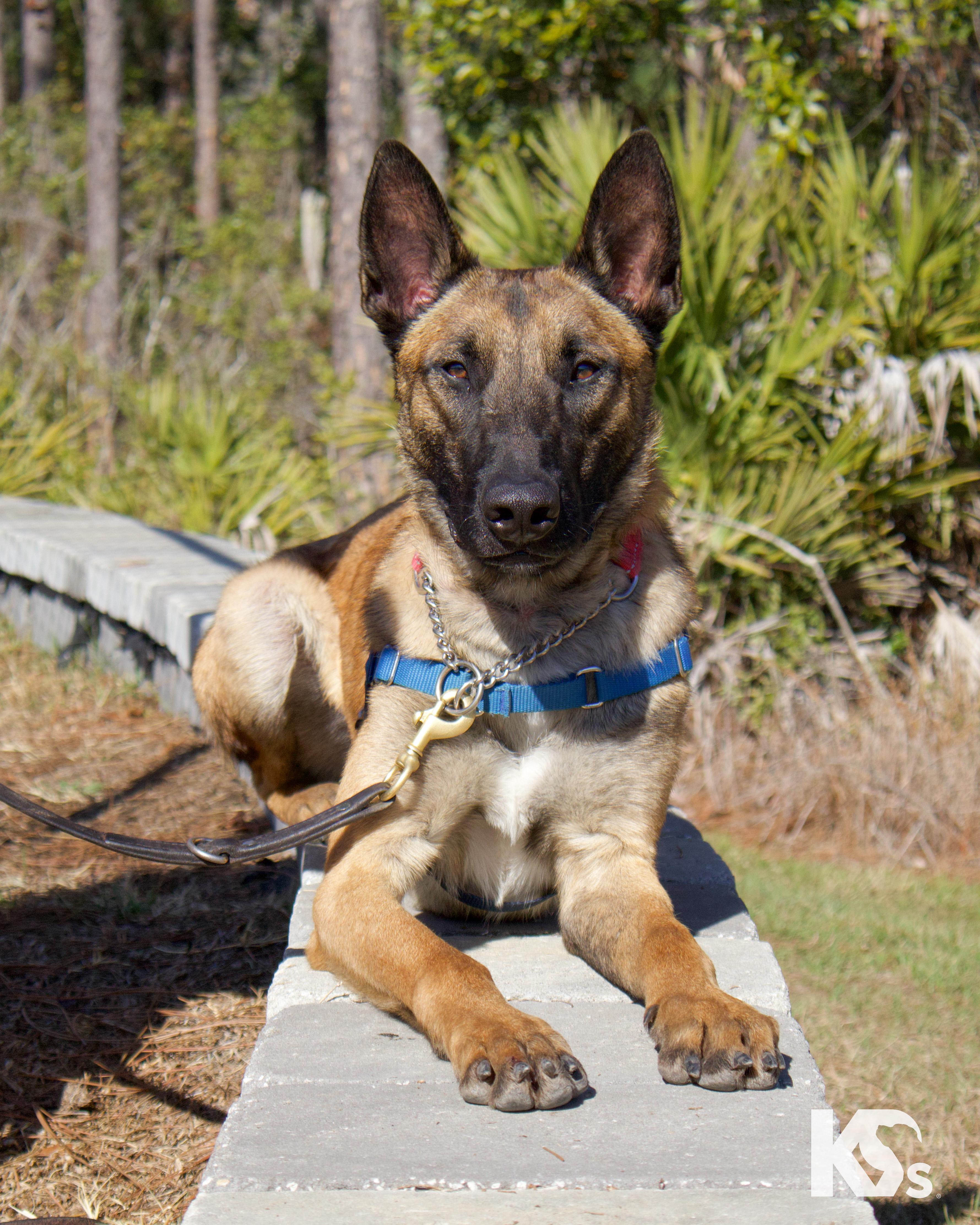 Enlarge Loki , an adopted Belgian Shepherd / Malinois in Ponte Vedra, FL image 2/4