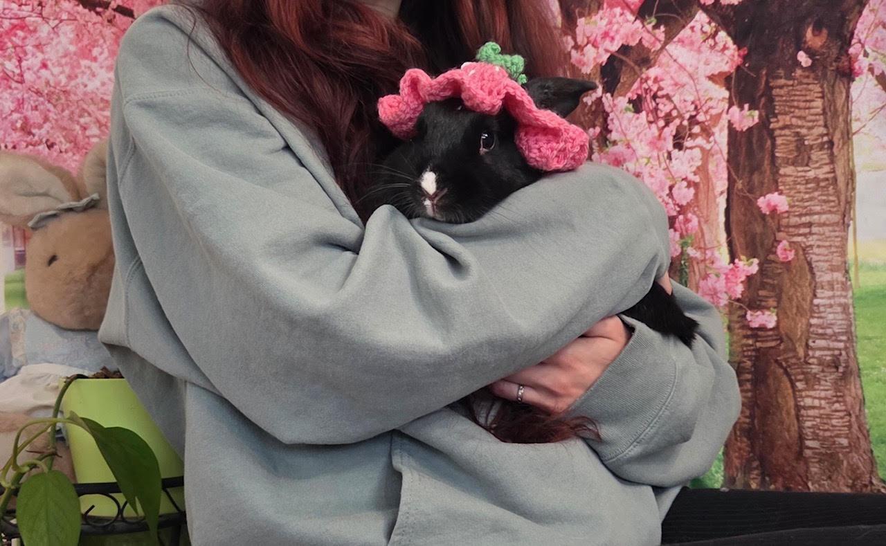 Enlarge Mikasa & Pochita, a Adoptable American in Gig Harbor, WA image 3/3