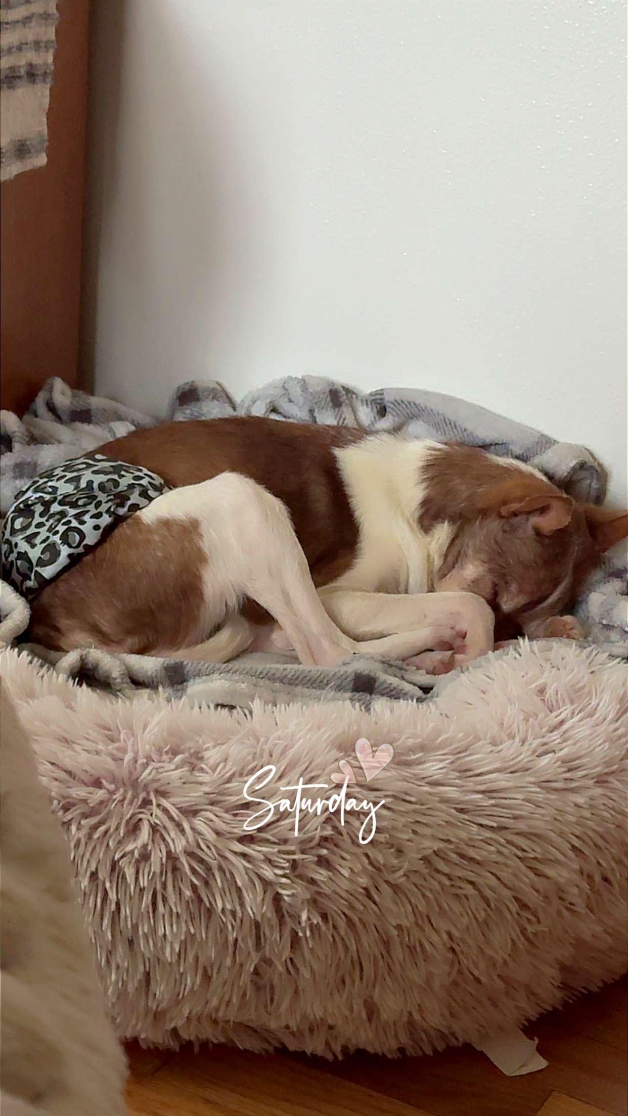 Benny, Adoptable, Senior Male Chihuahua.